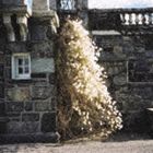 大野円雅 / 夢の中の冬、窓の外の夢 [CD]