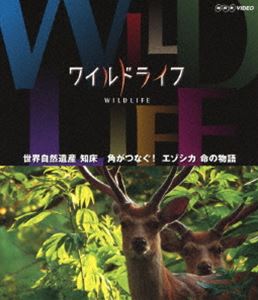 磻ɥ饤 仺 ξ ѤĤʤ! ̿ʪ [Blu-ray]