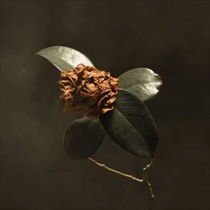 輸入盤 ST. PAUL ＆ THE BROKEN BONES / YOUNG SICK CAMELLIA [CD]