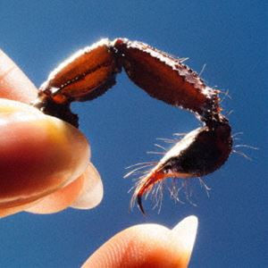 スクイッド / カワーズ（通常盤） [CD]