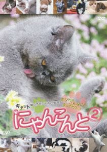 にゃんこんと2 キャット驚くオモシロねこ動画 ホントはこんなこと言ってたりして [DVD]