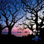 朝崎郁恵 / 阿母（あんま） [CD]