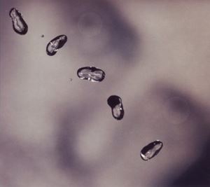 輸入盤 PETER GABRIEL / UP [CD](2)