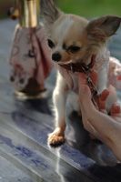 詳しい納期他、ご注文時はお支払・送料・返品のページをご確認ください発売日2008/10/29ワンちゃんねる-誕生編-ドラマ完全版 ジャンル 趣味・教養動物 監督 出演 泣かず飛ばずの売れない映画監督が、公園でかわいいチワワと戯れる美少女と出会う。そんな時、潰れたWebTV局の設備を使って番組を作らないかという依頼が舞い込んできて…。 種別 DVD JAN 4582154109762 収録時間 90分 カラー カラー 組枚数 1 製作年 2008 製作国 日本 音声 日本語DD 販売元 オルスタックソフト販売登録日2008/08/22