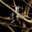 佐藤直紀（音楽） / 大河ファンタジー「精霊の守り人」オリジナルサウンドトラック [CD]
