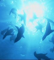 シー・プラネット モントレー湾の生き物たち [DVD]