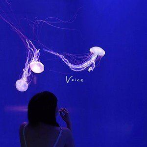 赤いくらげ / Voice [CD]