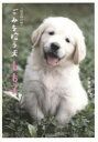 ごみを拾う犬もも子
