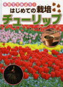 チューリップ