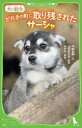 がれきの町に取り残されたサーシャ 犬と戦争