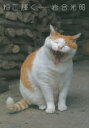 ねこ輝く