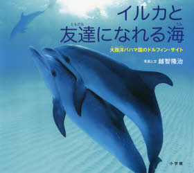 イルカと友達になれる海 大西洋バハマ国のドルフィン・サイト