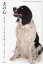 犬の心 怪奇な物語 2,640円