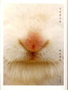 うさぎじま