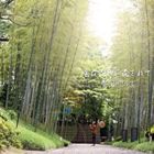 雲河トオルJr. / 雲は流れに流されて [CD]