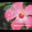 ɻ / ޤ ڥ롦饤֡ [CD]