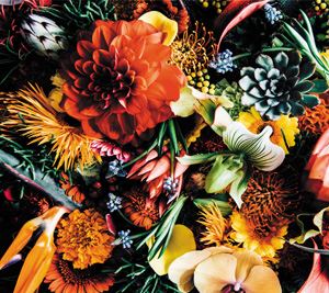 SALVALAI / Variety [CD]