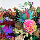 NEWS FROM NOWHERE2LP発売日2013/2/5詳しい納期他、ご注文時はご利用案内・返品のページをご確認くださいジャンル洋楽クラブ/テクノ　アーティストダークスターDARKSTAR収録時間組枚数商品説明DARKSTAR / NEWS FROM NOWHEREダークスター / ニュース・フロム・ノーホウェアー（2LP）※こちらの商品は【アナログレコード】のため、対応する機器以外での再生はできません。収録内容［Disc 1］1. Light Body Clock Starter2. Timeaway3. Armonica4. -5. A Day’s Pay For A Day’s Work6. Young Heart’s［Disc 2］1. Amplified Ease2. You Don’t Need A Weatherman3. Bed Music - North View4. Hold Me Down関連キーワードダークスター DARKSTAR 商品スペック 種別 2LP 【輸入盤】 JAN 0801061022518登録日2013/02/08