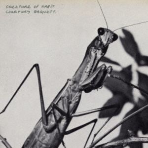 �����ȥˡ����С��ͥå� / Creature Of Habit��SHM-CD�� [CD]