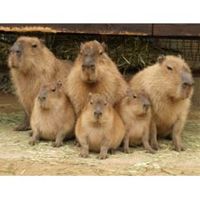 DVD発売日2010/3/19詳しい納期他、ご注文時はご利用案内・返品のページをご確認くださいジャンル趣味・教養バラエティ　監督出演収録時間50分組枚数1商品説明カピバラ日和おとなしく、おだやかで何を考えているのか分からないけどそこがまた魅力的。カピバラののんびりほのぼのした日常を切り取ったDVD。商品スペック 種別 DVD JAN 4985914608527 画面サイズ ビスタ カラー カラー 製作年 2010 製作国 日本 音声 （ステレオ）　　　 販売元 竹書房登録日2010/01/25