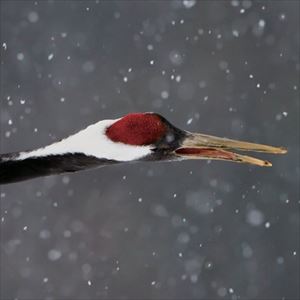 MIC JACK PRODUCTION  YUKIGUNI / ɿͥα [CD]