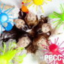 BiS / PPCC [CD]