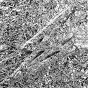 セイシーシー シルバーCD発売日2023/10/18詳しい納期他、ご注文時はご利用案内・返品のページをご確認くださいジャンル洋楽ソウル/R&B　アーティストセイ・シー・シー収録時間69分55秒組枚数1商品説明セイ・シー・シー / シルヴァーシルバー3人の女性シンガーをフロントに据えた、ブルックリンを拠点とするディスコデリック・ソウル・バンド、セイ・シー・シー——ナイル・ロジャーズのシックに対する静かな敬意として名付けられた！——本邦初登場！ドリーミーなハーモニー、キャッチーなフック、アップテンポのグルーヴでアナタを魅了する！　（C）RS紙ジャケット／ボーナストラック収録※こちらの商品はインディーズ盤にて流通量が少なく、手配できなくなる事がございます。欠品の場合は分かり次第ご連絡致しますので、予めご了承下さい。封入特典解説歌詞付関連キーワードセイ・シー・シー 収録曲目101.REELING(3:41)02.DON’T YOU DARE STOP(4:30)03.ASTRAL PLANE(4:41)04.C’EST SI BON(3:56)05.ENTRY LEVEL(3:16)06.PASSING TIME(3:27)07.THINK ABOUT IT(2:52)08.QUESTIONS(3:59)09.FORGET ME NOT(3:56)10.NEVER SAY NEVER(4:26)11.THE WATER(3:19)12.ECHO IN THE CHAMBER(3:20)13.BLEEDING HEART(4:11)14.FIND A WAY(3:26)15.NORMA(3:55)16.SILVER(8:59)17.MESMERIZED （Bonus Track）(3:54)商品スペック 種別 CD JAN 4995879941751 製作年 2023 販売元 ピーヴァイン登録日2023/08/14