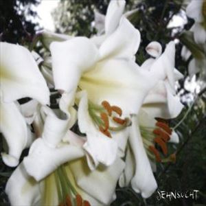 ゼーンズフト / ヴィステ [CD]