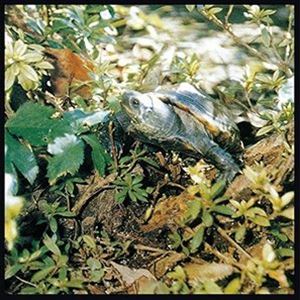 あぶらだこ / あぶらだこ（亀盤） [CD]