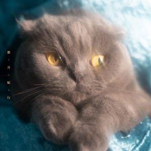 猫戦 / 蜜 月 紀 行 CD