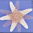 スピッツ / スピッツ [CD]