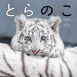 とらのこ 「ほぼねこ」なホワイトタイガーの赤ちゃん写真集