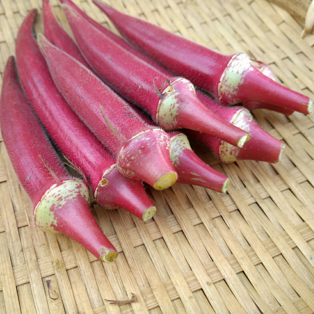 【送料無料】鹿児島県 生産量 日本一 朝摘み 新鮮赤オクラ 約1kg おくら 産地直送 野菜 鹿児島 指宿市 新鮮 大容量 アグリスタイル オクラ水 おくら オクラウォーター ギフト プレゼント 旬 野菜 旬野菜 贈答 贈り物 母の日 父の日のサムネイル