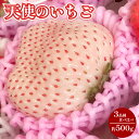 送料無料 高級 大粒 いちご 3種 食べ比べセット (約500g) 苺 イチゴ 白いちご 産地直送  ...