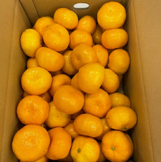 送料無料 鹿児島 ハウスみかん SMサイズ混合 5kg みかん ミカン 蜜柑 果物 フルーツ 鹿児島 グルメ 特産品 産地直送 ご当地 グルメ ご当地グルメ お取り寄せ 大容量 鹿児島県 福岡ソノリクのサムネイル