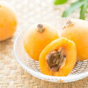 送料無料 【予約販売】5月頃から順次発送 鹿児島 桜島産 秀品 びわ 約1kg 吉原果樹園 果物 スイーツ 贈答用 贈り物 旬