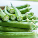 【送料無料】鹿児島県 訳あり 規格外オクラ 600g おくら 産地直送 野菜 鹿児島 新鮮 大容量 竹ん子山 オクラ水 おくら オクラウォーター ギフト プレゼント 旬 野菜 旬野菜 贈答 贈り物 母の日 父の日