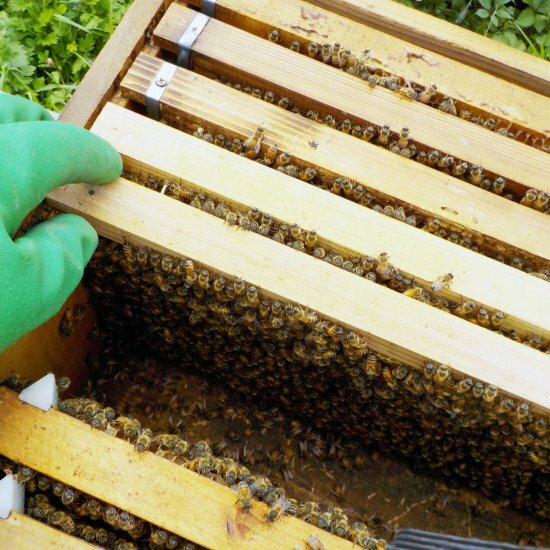 ◇【送料無料】百花蜜 ボトルタイプ 500g 高野養蜂場 蜂蜜 はちみつ ハチミツ 鹿児島県産 国産 調味料 ご当地 グルメ 特産品 お取り寄せ 産地直送 ギフト 百花蜜 国産はちみつ 国産蜂蜜 国産ハチミツ ギフト プレゼント お中元 御中元