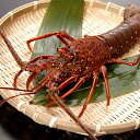 【内容(量)】活伊勢海老(イセエビ) 1尾(400-500g) 【原材料(産地)】伊勢海老（国産） 【賞味期限】冷暗所で1日 【注意点】季節の温度差などにより配送中に死んでしまうことがあります。すぐに料理すれば品質に問題はありません。死着は保証・返金の対象外となりますのでご理解の上ご注文ください。古来より目出度い席にはかかせない海老です。大型で威風堂々たる容姿がお祝いにもってこいです。色が薄めの外国産の伊勢海老に比べて国産は深い赤銅色をしており、加熱した時も鮮やかな赤になります。食べ方は下記のようになりますでしょうか。・伊勢海老のお造り活けの伊勢海老ならではのプリップリの食感を楽しめます。ほのかな甘味と磯の香りがします。1.内側の頭と胴(テール)の間の薄皮をハサミで切る。2.表側の腹と頭の間の殻をハサミで切る。3.頭を押さえ胴体を引いて、頭と胴に分ける。4.胴(テール)の腹の両側にハサミで切込みを入れる。5.腹の膜をとり、内側を下にして殻をたたく。(殻と身を剥がれやすくするため)6.胴から身を剥がしとる。7.身を食べやすい大きさに切り分け、食塩を若干入れた氷水に漬けて身を締める。8.軽く身を洗い塩水をきる。9.胴の殻をひっくり返した上に身をのせる。頭を添える。10.お醤油とワサビをつけて食べる・伊勢海老蒸し海老は加熱したときに最も風味がでます。加熱すると甘みと香りが引き立ちます。茹でるのではなく蒸したほうが旨味が逃げません。1.伊勢海老を塩水で軽く洗う。2.水道水で食塩をきる。3.伊勢海老をアルミホイルで包み、蒸し器で7-8分蒸す。4.活造りの手順で伊勢海老の頭と胴を切り離す。5.蒸された身に頭にあるミソをつけて食べる。お好みで塩やマヨネーズをつける。・伊勢海老の味噌汁海老のミソと最もあう食材が味噌です。高級な伊勢海老を味噌汁だともったいないと思われるかもしれませんが、私が最も美味しいと思うのが伊勢海老の味噌汁です。1.食塩水で洗った伊勢海老を、包丁を使って半割にする。動いている伊勢海老を料理しづらい場合は、氷水につけることによって仮死状態にしてから割ってください。また、テール部分をお刺身や蒸して食べ、残った頭を味噌汁にするのがよいと思います。2.頭や足、殻を鍋にいれ強火にかける。3.沸騰したら火力を中火に落としアクをとり、出汁やお酒をいれて味を調整する。4.10-15分ほど弱火-中火で煮る。5.火をとめて味噌を溶き、適当に切った長ネギを加える。伊勢海老のお造り、または蒸し伊勢海老+味噌汁!これが最もオススメする食べ方です。お試しくださいませッ! 出荷までの伊勢海老 1.出荷待ちの活け伊勢海老産地から入荷した伊勢海老を水槽で保管します。活きている伊勢海老は非常にデリケートですので、水槽の水温や塩分濃度に注意して管理します。2.出荷する前の選別作業入荷した伊勢海老を水槽で活かし込みます。活かし込みにより産地からの入荷のストレスを和らげて、腸管に餌が残らないようにします。出荷前にはもう一度伊勢海老の選別をし、活きのよい伊勢海老を送っています。 海老の現場 1.海老の競り場の主役は車海老です。国内は沖縄、九州、四国、海外からは中国、台湾から入荷されます。車海老はサイズ別に1キロ箱に詰められています。2.競りが始まる前に下付け(海老の品質と相場)した金額で、競りに臨みます。車海老は需要と供給のバランスが崩れやすく(荒天の場合、車海老の入荷が少なくなる)、相場が安定しない水産物のひとつです。3.写真はホッコクアカエビです。甘エビっていうほうがポピュラーですね。甘エビは鮮度が最重要です。時間が経つと自家消化が進み白っぽくなってしまいます。4.芝海老です。小さな海老でかき揚げが絶品です。愛知の三河湾か九州からの荷が多いです。5.伊勢海老です。伊勢海老は死んでしまうと価値が半減してしまうため、水槽にポンプを付けた状態で取引されます。国産の伊勢海老は深い赤色で綺麗です。生きている間は髭や足は折れませんが、死んでしまうと途端に髭や足が取れてしまいます。6.競り落とされた車海老は、箱から出され水槽に移されます。この時、死んでしまったり弱っていたりする車海老は選別されます。車海老の活かし込みといって、出荷するまでにもう一度元気になってもらいます。7.ふかふかのおが屑に包まれて出荷されます。