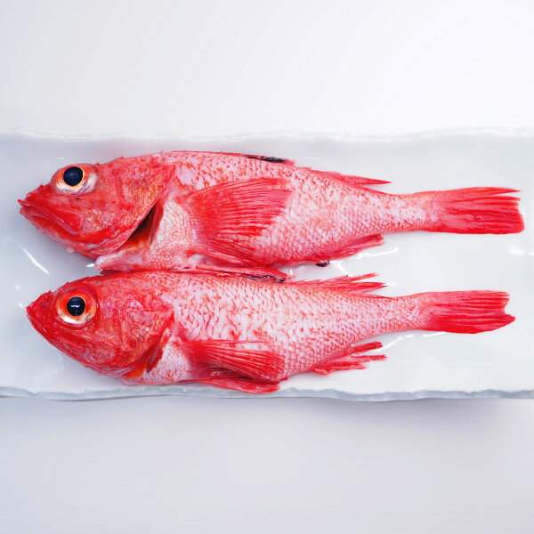 きんき2尾(煮付け、塩焼き用) 冷凍便　[キンキ,めんめ,キチジ]