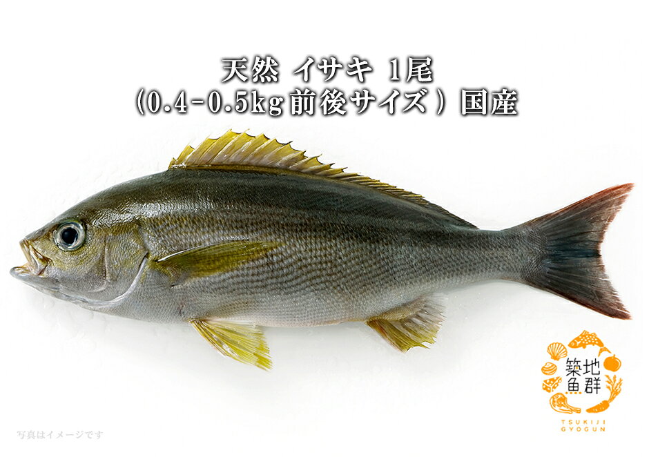 天然イサキ1尾(0.4-0.5Kg前後サイズ) 国産 冷蔵便　[鮮魚,天然イサキ]