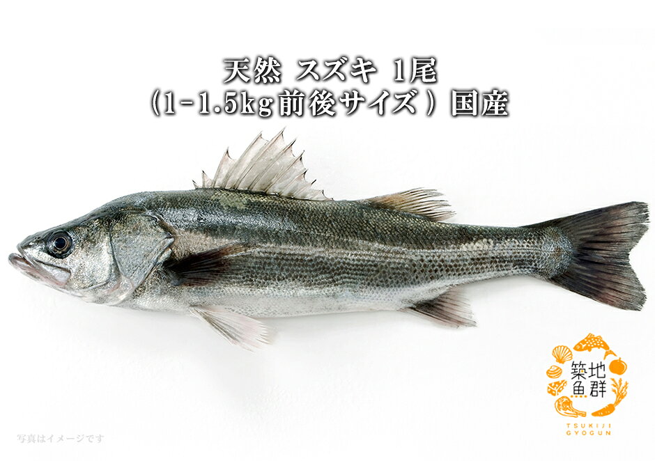 天然スズキ1尾(1-1.5Kg前後サイズ) 国産 冷蔵便　[鮮魚,天然スズキ]