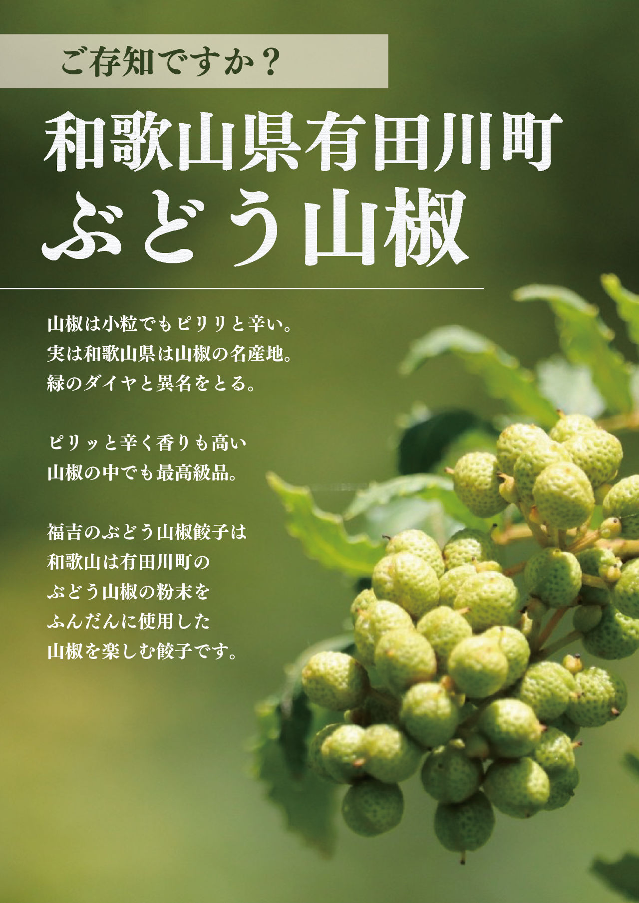 ぶどう山椒餃子 龍谷大学藤岡ゼミ共同開発 有田川産ぶどう山椒使用 36粒 店舗包み 2