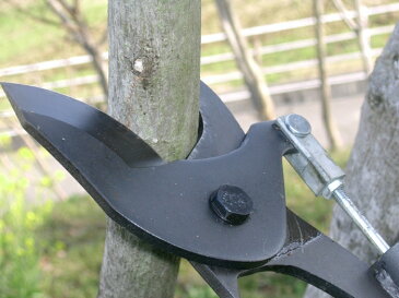 ■ニシガキ 太丸 800 N-152 高枝切りバサミ 黒豆 果樹収穫 剪定 鋏　はさみ