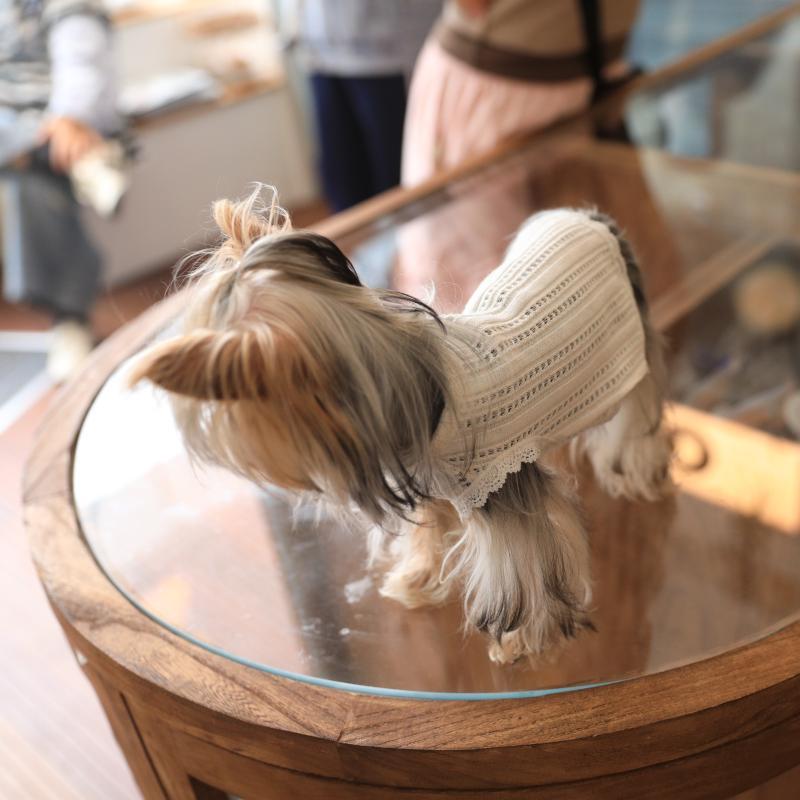 犬服 ニット セーター コットン ソフト 無地 ボトム ストライプ ペット Tシャツ 猫 犬 ビション ヨークシャー 服