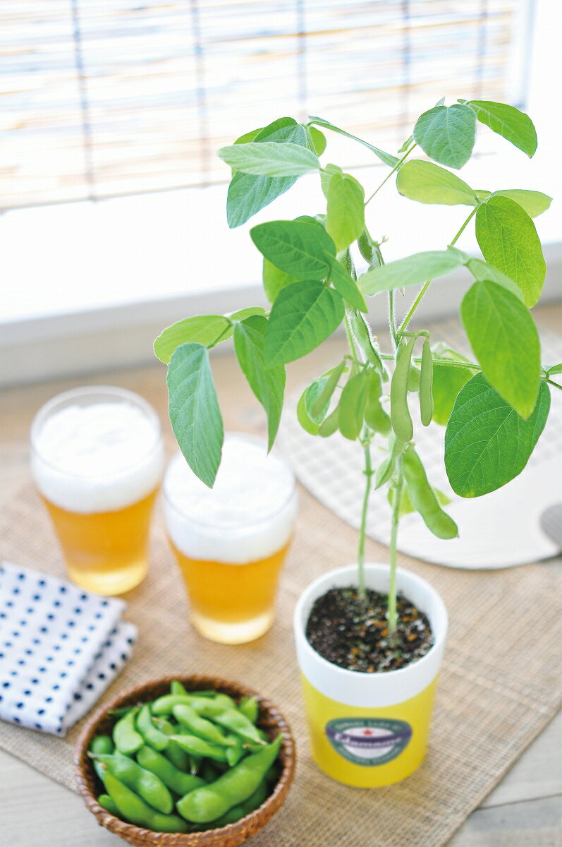 !!最安値挑戦中!! 育てるえだ豆栽培セット　　[枝豆 栽培セット 野菜 栽培キット ...