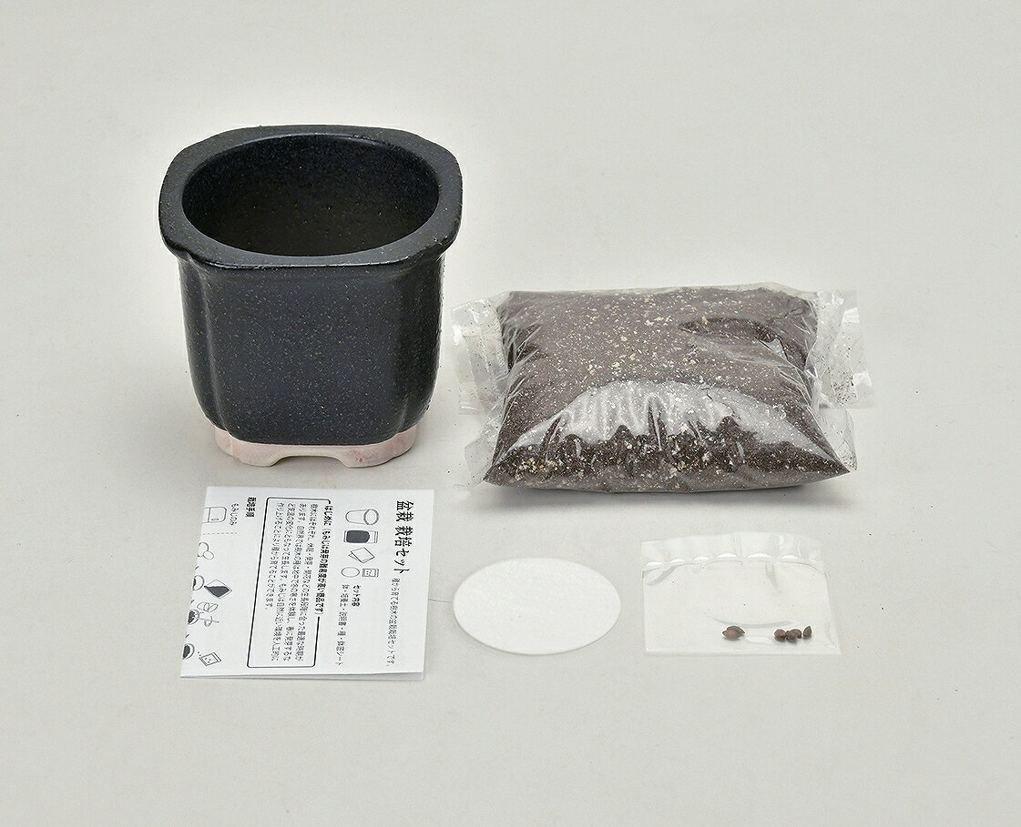 !!最安値挑戦中!! The BONSAI 栽培セット 黒松　　[盆栽栽培キット 盆栽セット イ...