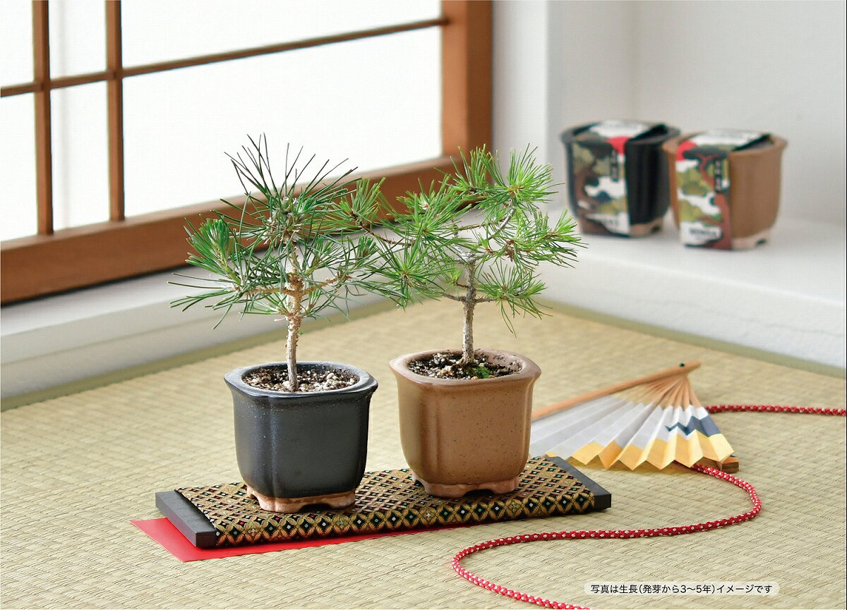 !!最安値挑戦中!! The BONSAI 栽培セット 黒松　　[盆栽栽培キット 盆栽セット イ...