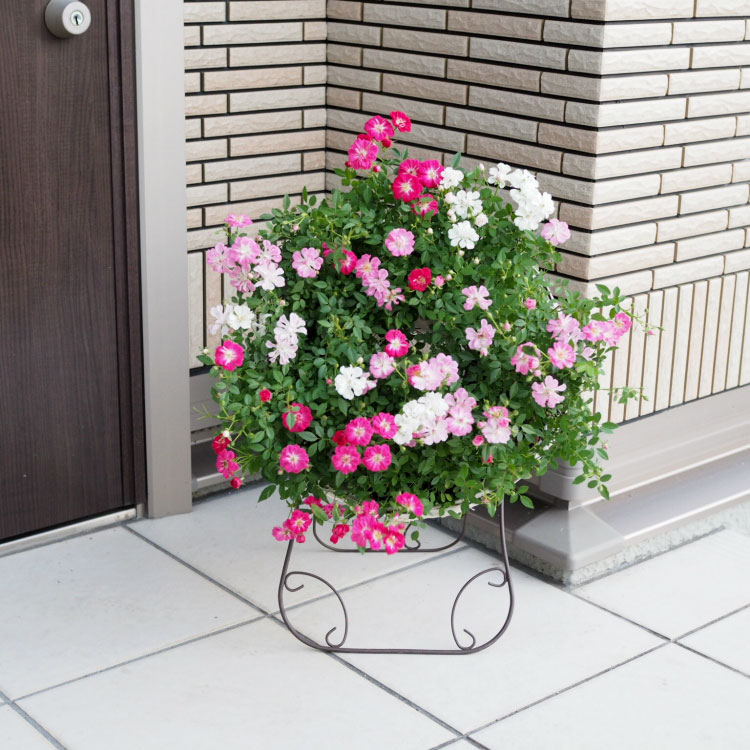 【在庫有ります！】母の日 ウェルカムローズ ミニ薔薇の寄せ植え リース仕立て ミニバラ 鉢植え 母の日 ギフト プレゼント 早割 花束 送料無料