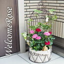 鉢植え 母の日向き（5000円程度） 母の日 コルダーナローズ 鳥カゴアレンジ ミニ薔薇の寄せ植え バスケット ミニバラ ギフト プレゼント 鉢植え 早割 花束 ハンギング 送料無料